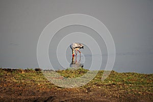 Yellow billed stork in the water