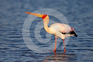 Yellow-billed stork in water