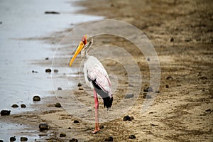 Yellow billed stork at the water`s edge