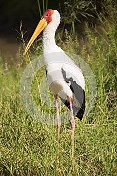 Yellow-billed Stork (Mycteria ibis)