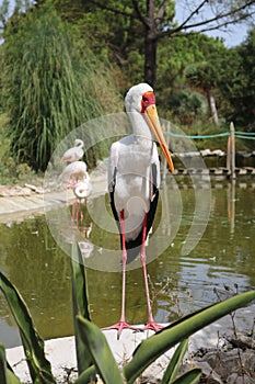 Yellow-billed stork.