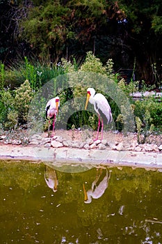 Yellow-billed stork.