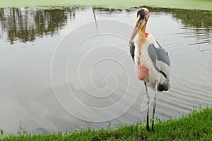 Yellow-billed storkMycteria ibis on the lake.