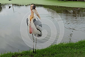 Yellow-billed storkMycteria ibis on the lake.