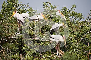 Yellow billed storks