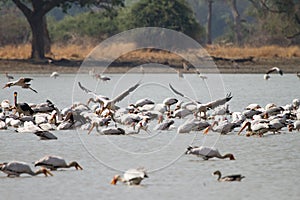 Yellow-billed Storks photo