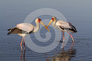 Yellow-billed Storks