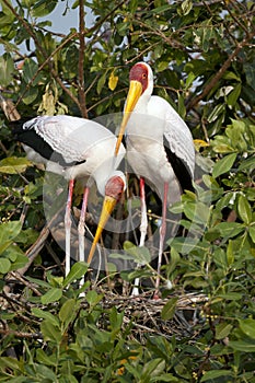 Yellow billed storks