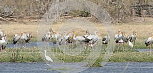 Yellow billed storks