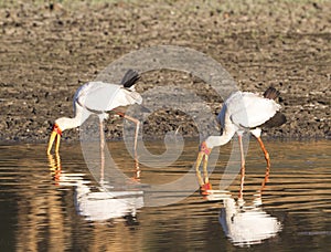 Yellow-billed storks fishing