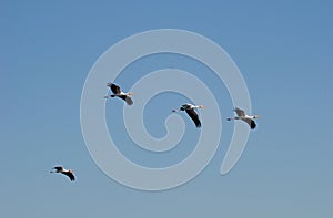 Yellow-billed storks