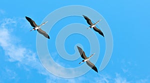 Yellow billed storks flying in the sky - national park selous game reserve in tanzania