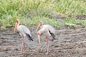 Yellow-billed storks, Mycteria ibis, walking