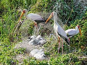 Yellow Billed Storks with their Young