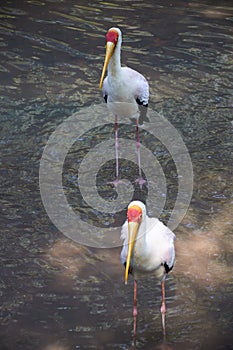 Yellow-billed storks