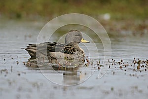 Yellow-billed teal, Anas flavirostris