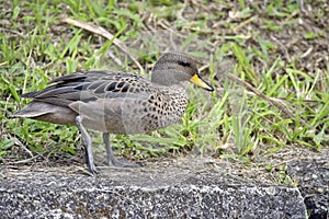 Yellow-billed teal sunning on the lawn