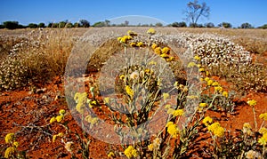 Yellow Billybutton and Paper Daisy flowers in the Australian Desert