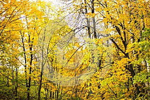 Yellow birch and aspen trees in the forest