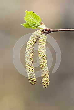 Yellow birch catkin closeup