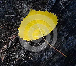 Yellow birch leaf