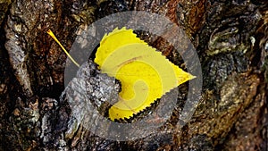 Yellow birch leaf on a background of old tree bark