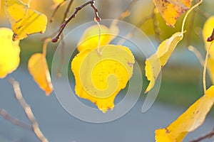 Yellow birch leaf closeup.