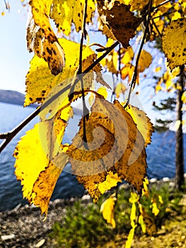 Yellow birch leaf on the first snow. autumn