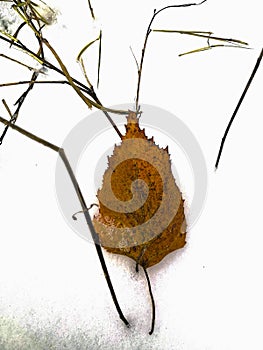 Yellow birch leaf on the first snow. autumn