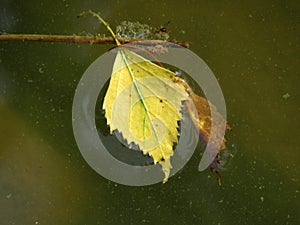 Yellow birch leaf on green water
