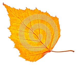 Yellow birch leaf isolated