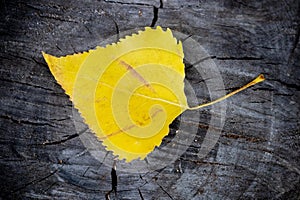 Yellow birch leaf lies on a stump in the woods