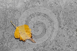 Yellow birch leaf on wet gray window with rain drops. Autumn dramatic background