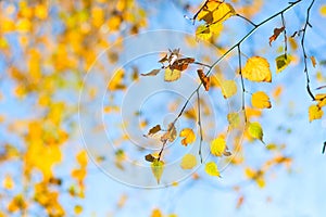 Yellow birch leaves on blue sky background. Autumn fall. Soft focus