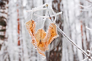 Yellow birch leaves, covered with hoarfrost, against the background of a winter forest
