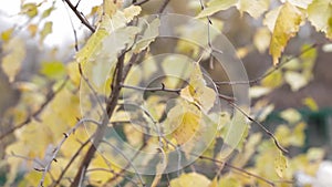 Yellow birch leaves develop in the wind, autumn, nature