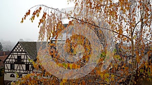 Yellow birch, leaves in hoarfrost, the first frosts, an easy breeze