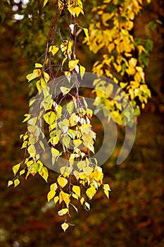 Yellow birch leaves on an orange background, autumn background in warm colors