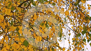 Yellow birch leaves. Outdoor landscape, forest, park, nobody. Autumn landscape, nature. Video HD modern