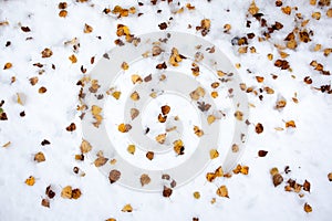 Yellow birch leaves in the snow