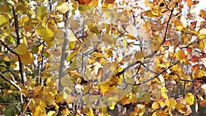 Yellow birch leaves tremble in wind