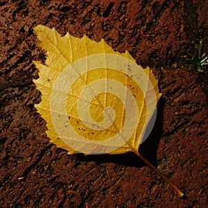 Yellow Birch Tree Leaf