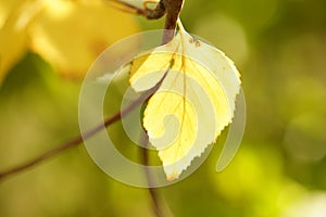 Yellow birch tree leaf on the branch in autumn garden at sunny day