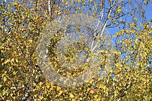 Yellow birch tree leaves on blue sky background.