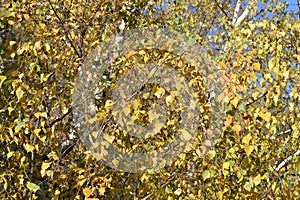 Yellow birch tree leaves on blue sky background.