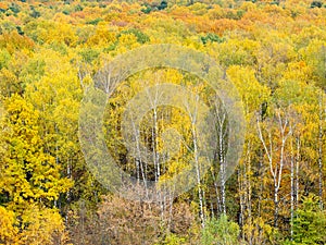 Yellow birch trees in autumn forest on autumn day