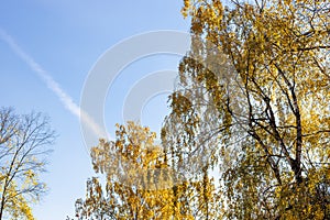 Yellow birch trees and blue sky with contrail