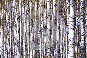 Yellow birches