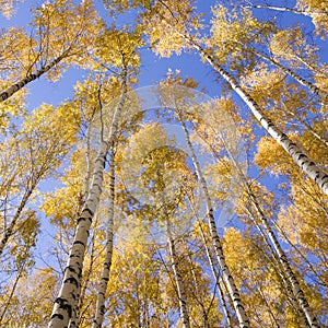 Yellow birches
