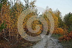 Yellow birches and bushes on the edge of a forest with a sandy road